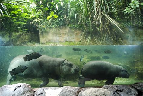 Hippos Underwater