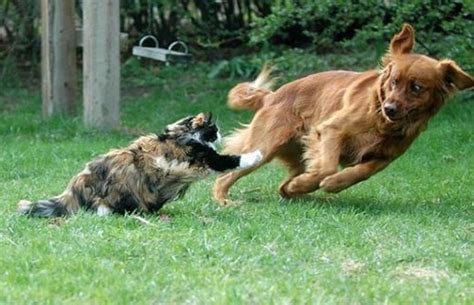 Fierce cat chasing a dog - Interesting and funny videos that make you ...