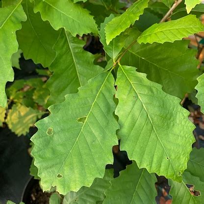 Chinkapin Oak Tree Leaves Stock Photo - Download Image Now - iStock