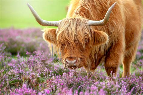 Highland Cow With Flowers Wallpaper