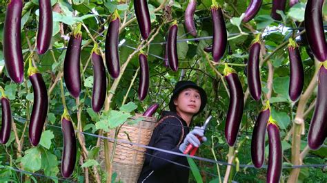 Harvest Eggplant Garden Goes to the Market Sell - Cooking, Daily life ...