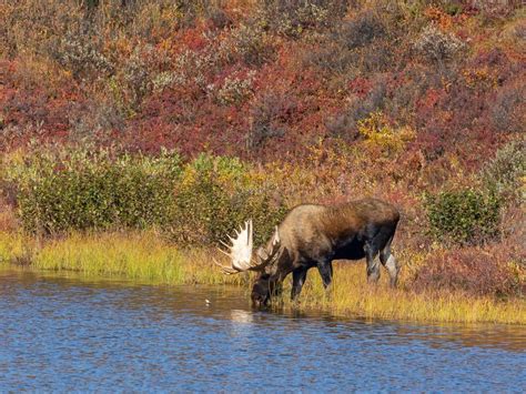 25 Animals in Alaska to See on Your Last Frontier Adventure