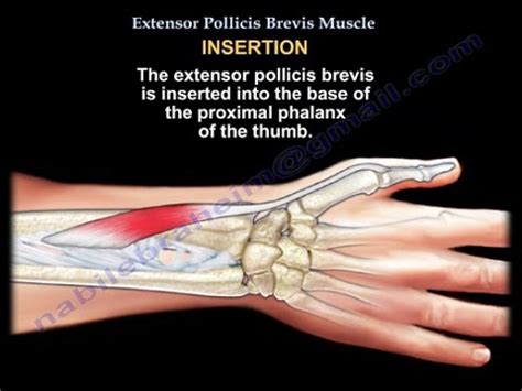 Extensor Pollicis Brevis - Everything You Need To Know - Dr. Nabil ...