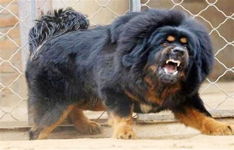 Most Expensive Dog In The World Is A Tibetan Mastiff. | Tibetan mastiff ...