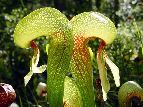 List of carnivorous plants - Wikipedia