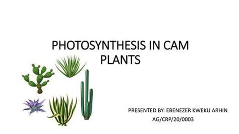 photosynthesis in CAM plants and Photorespiration | PPT