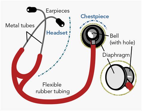 Parts Of A Stethoscope Labeled