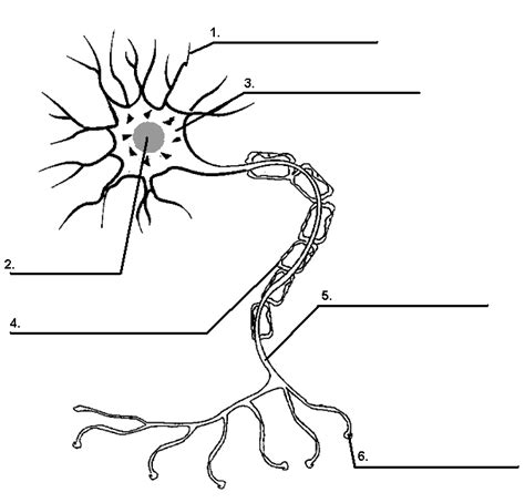 Chapter 3: Direction of Information Flow (Dendrytes, Cell Body, Axon ...