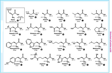 Biomolecules of Proteins