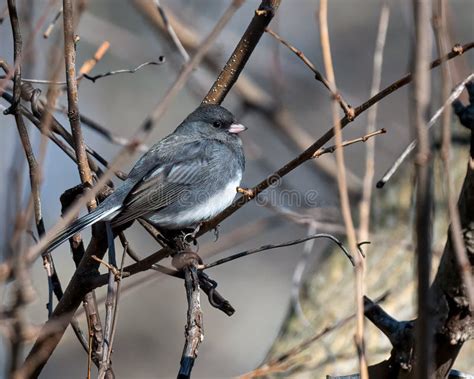 Dark Eyed Junco during Winter Stock Photo - Image of grayish, country ...