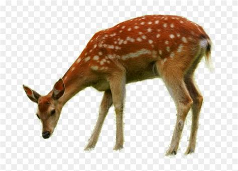 Imagenes Png De Animales - Deer Eating Grass Drawing, Transparent Png ...