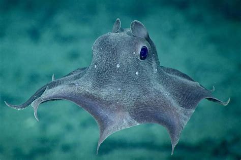 The discovery of a brand new species of Dumbo octopus | Ocean Tales ...