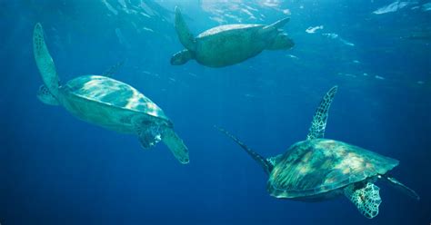 Sea Turtle Migration - All Turtles