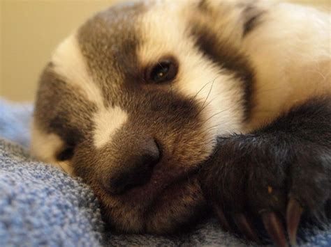 Baby Badger | BadgerBadger | Pinterest