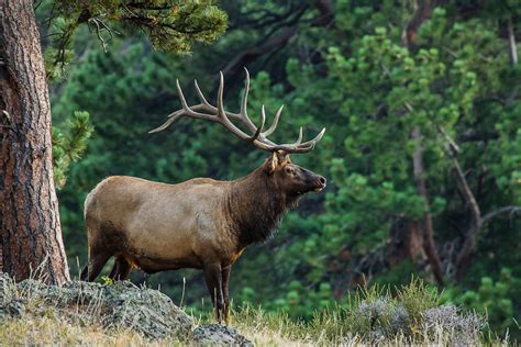 Wildlife of Rocky Mountain National Park | Nature Photography