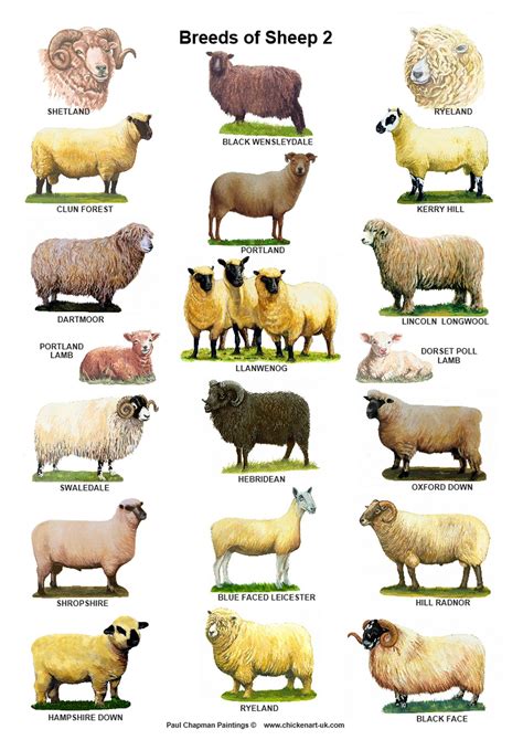 A4 Posters. Breeds of Sheep 2 Different Posters - Etsy | Sheep breeds ...