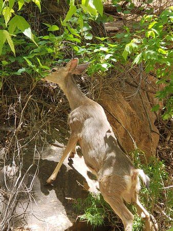 Zion Canyon Scenic Drive (Zion National Park) - 2018 All You Need to ...