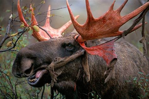 Do Moose Shed Their Antlers?