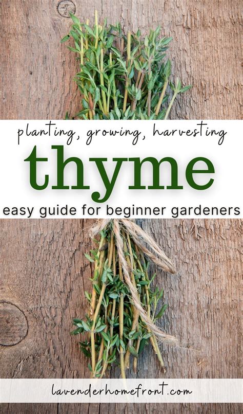 Planting and Growing Thyme in 2021 | Growing thyme, Thyme plant ...