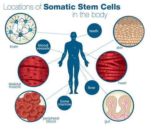 Stem Cell Quick Reference