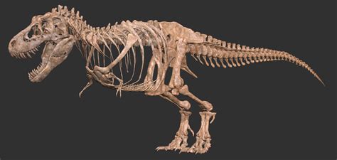 ArtStation - Tyrannosaurus skeleton