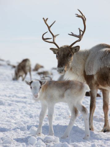 my yearly reindeer rant: both male and female reindeer grow antlers in ...