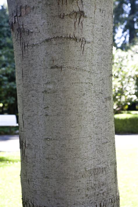 Smooth Maple Tree Bark | ClipPix ETC: Educational Photos for Students ...