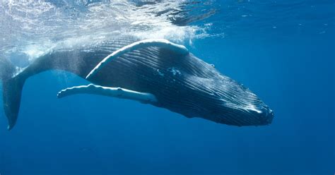 Humpback whales in are thriving after a close call with extinction