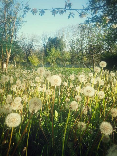 Field of dandelion flowers | Summer nature photography, Nature ...