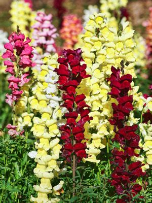 Snapdragon Grow Guide