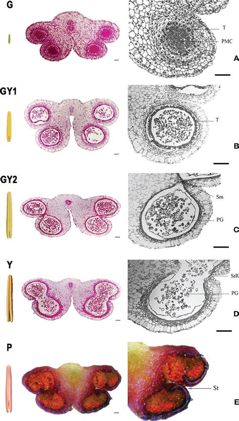 Anatomical structure of the anther at five developmental stages in ...