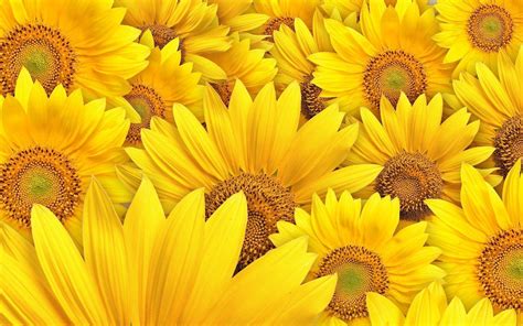 Sunflowers Wallpapers - Wallpaper Cave