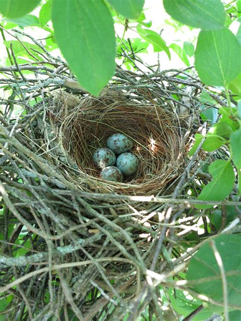 Mockingbird nest! | Kelenken | Flickr