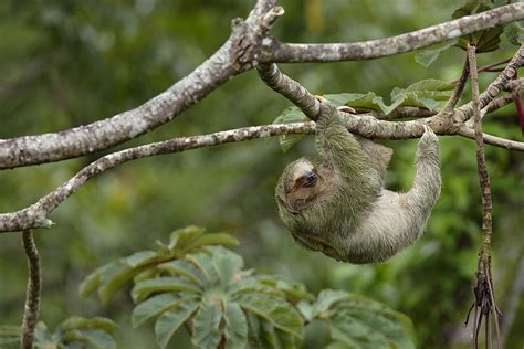 The Animals of the Amazon River Basin