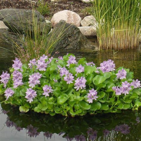 Water Hyacinth Floating Pond Plants Live Aquatic Plant Great for Koi ...