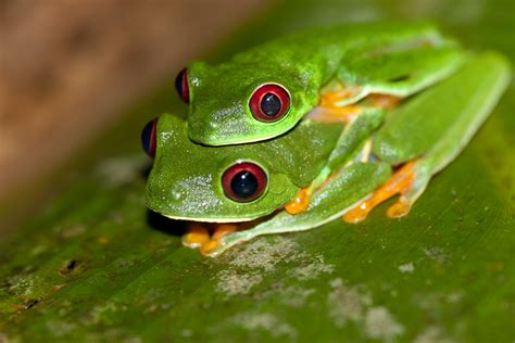 Red Eyed Tree Frog Wallpaper - WallpaperSafari