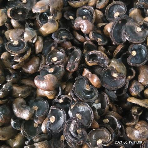 Cashew Nut Shell at Rs 10000/metric ton | cashew shell in Visakhapatnam ...