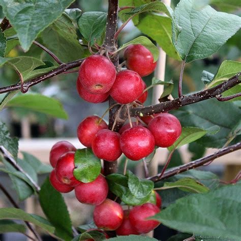 Malus 'Gorgeous' Crab Apple 1.8m Standard 13" Pot - Hello Hello Plants