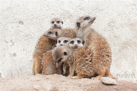 Meerkat family. by Ravenith on DeviantArt