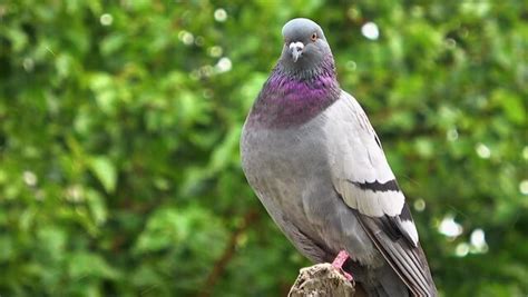 "City Pigeon" Images – Browse 7,231 Stock Photos, Vectors, and Video ...