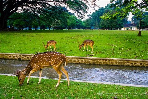 Indonesia, Java, Bogor. Bogor Palace | Bjorn Grotting Photography