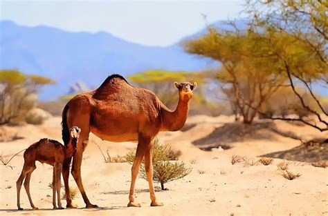 Top 50 Amazing Sahara Desert Animals | Owlcation