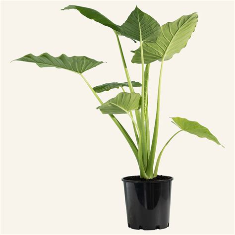 Our Plants. Alocasia brisbanensis | Instant Green Nursery | Wholesale ...