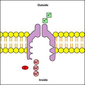 Animation of the Sodium-Potassium Pump