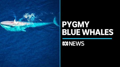 Warming oceans delaying pygmy blue whale migration - ABC News