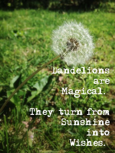 Dandelions are magical. They turn from sunshine into wishes. ~ Tabitha ...