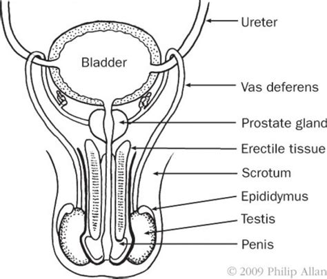 Labeled Male Reproductive System Diagram