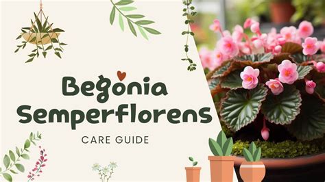 Begonia Semperflorens Care Secrets: Guide to Thriving Care