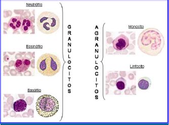 Tipos de glóbulos blancos | Identificación de glóbulos blancos | Pinterest