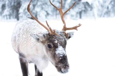 Antlers are grown by both male and female reindeer, but the males shed ...